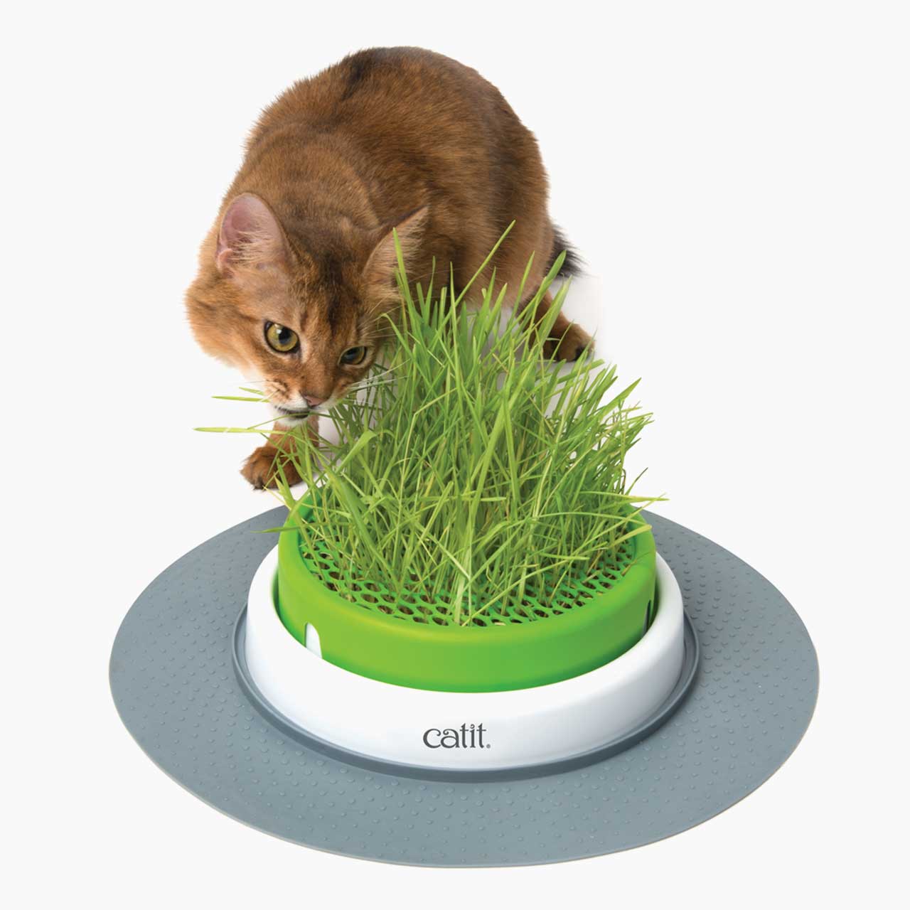 Eine Katze kaut an Gras aus dem Grastopf
