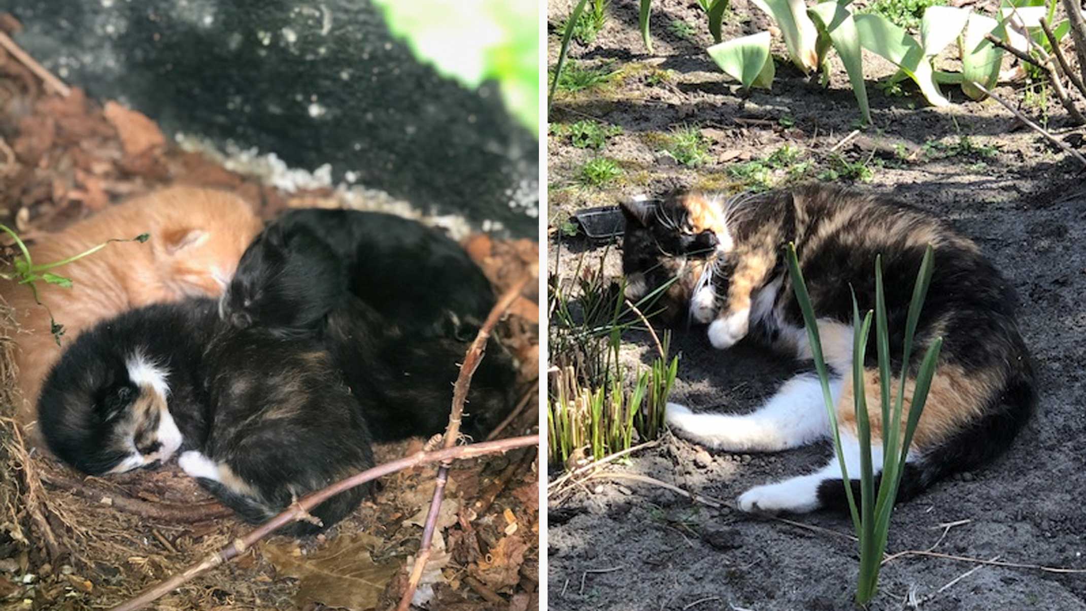 Anne found a litter of kittens in her garden – Part 1