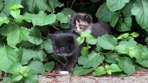 Anne found a litter of kittens in her garden