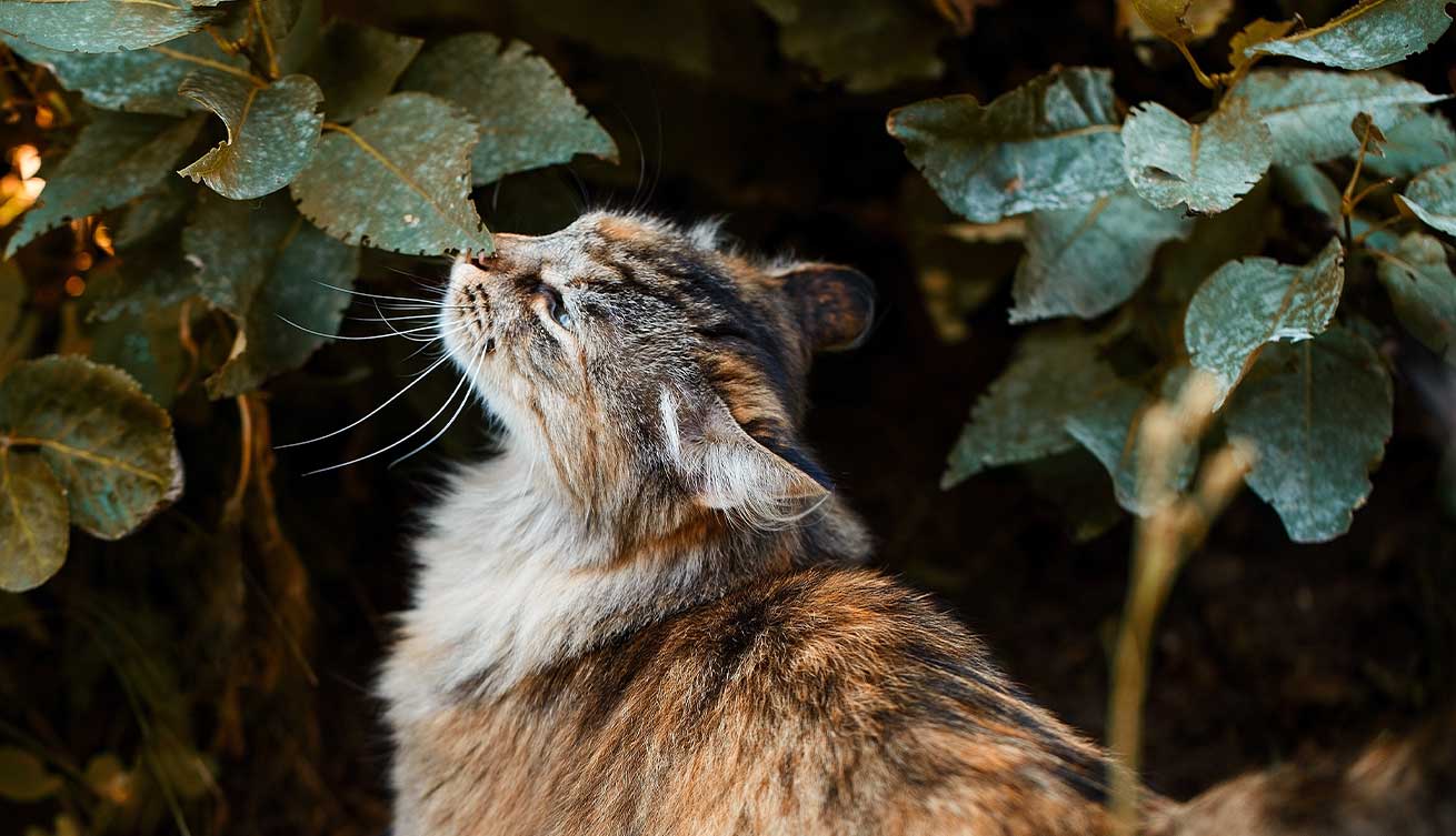 Katze riecht an den Blättern