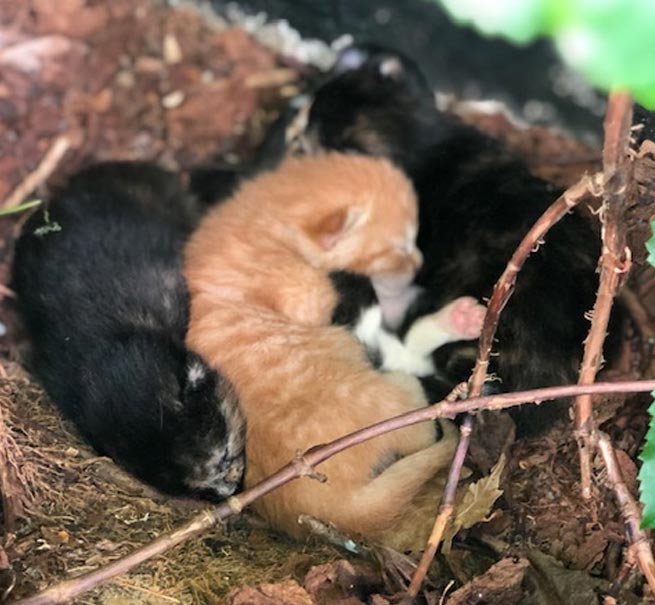 4 süße neugeborene Kätzchen nebeneinander