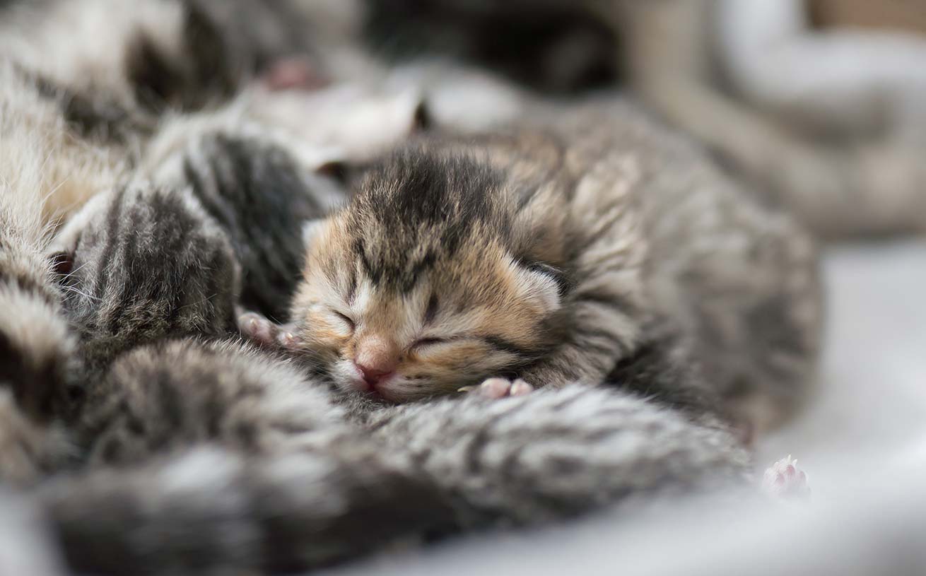 Un chaton nouveau-né en sécurité avec sa mère