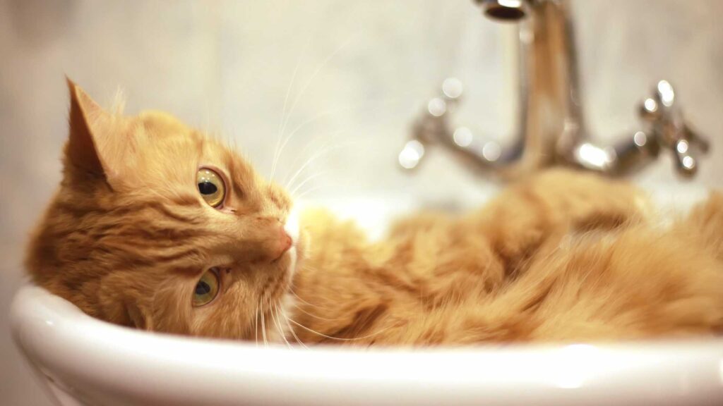Warum hassen Katzen Wasser?