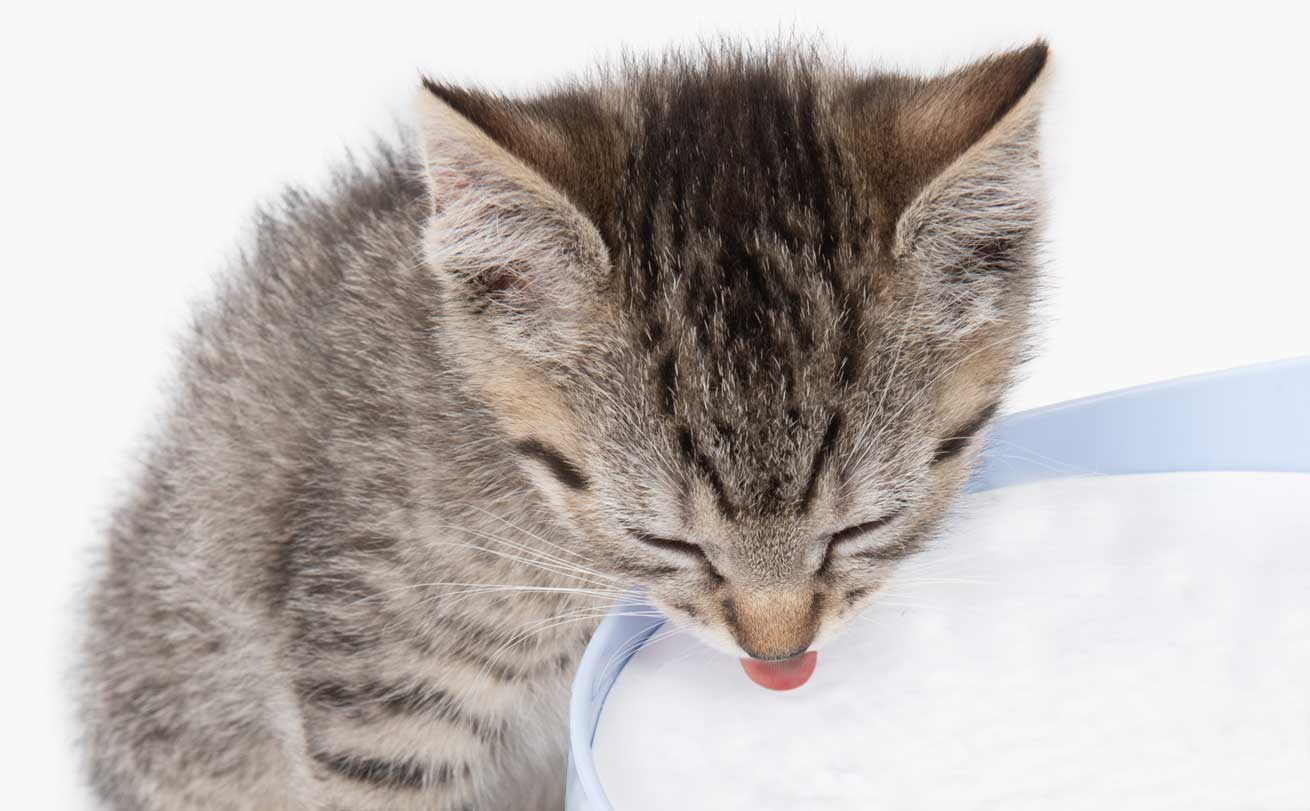 Achten Sie darauf, dass Ihrer Katze immer viel frisches Wasser zur Verfügung steht