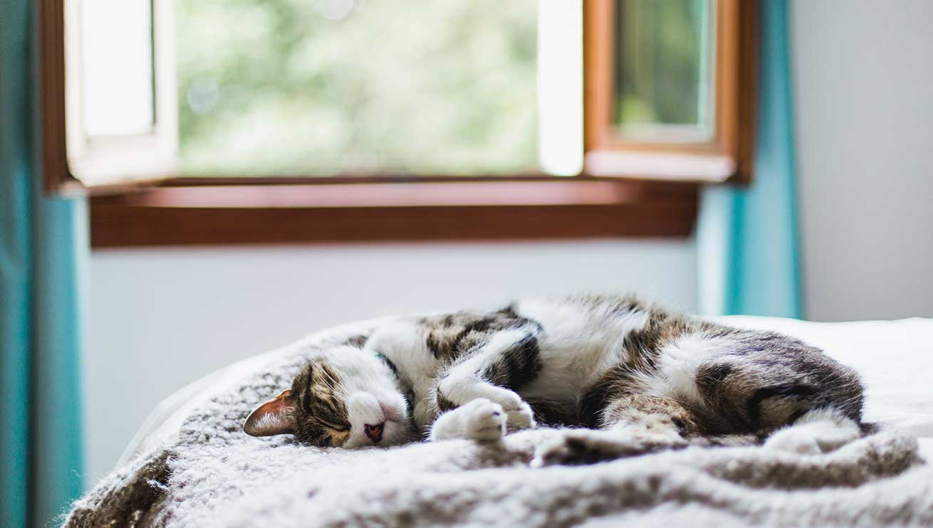 Eine einfache Lösung ist es, ein paar Fenster zu öffnen, um eine leichte Brise hereinzulassen und damit Ihrer Katze eine Abkühlung zu verschaffen