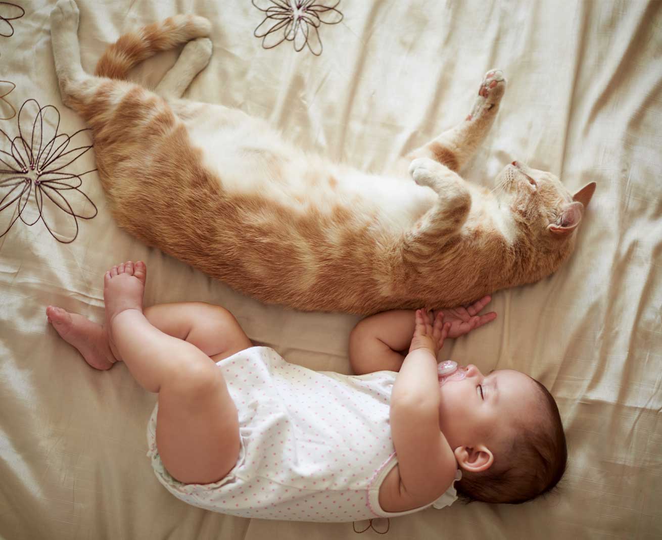 Don’t force your cat to interact with the newborn