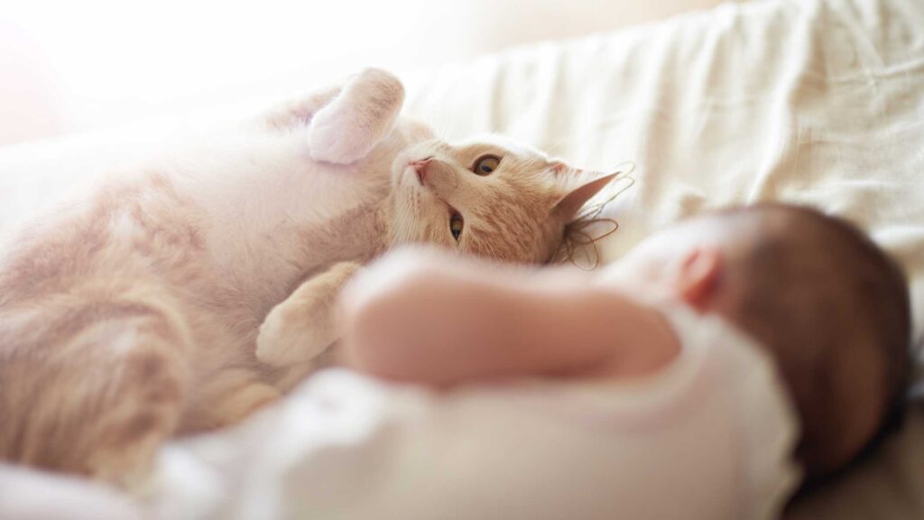 4 steps for introducing your newborn baby to your cat