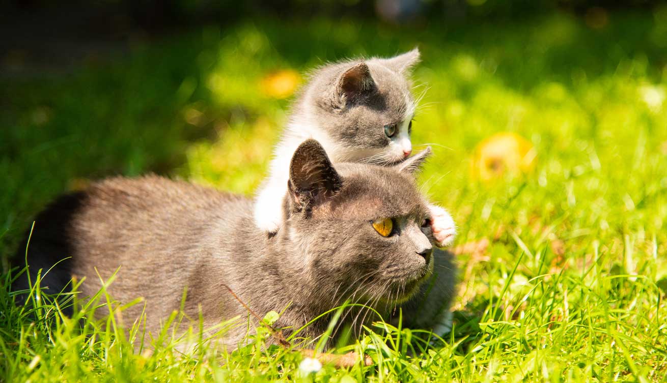 Mamá gata y su gatito en la hierba