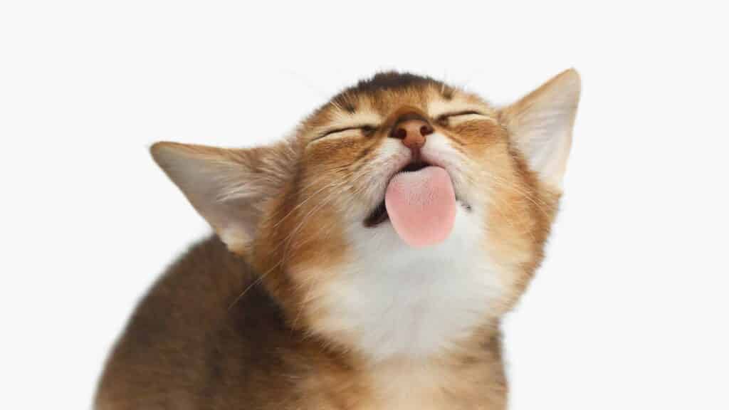6 reasons why your cat likes to lick you