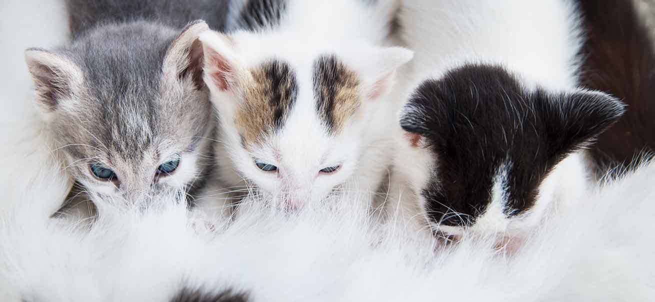 Los gatitos amasan las tetinas de su madre