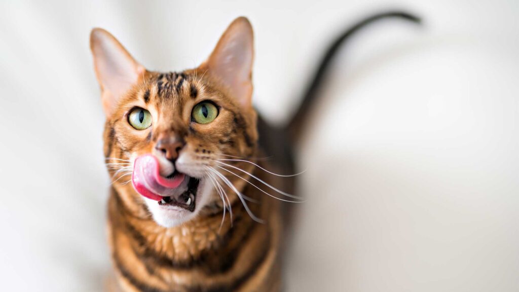 Warum enthält Katzenfutter Taurin?