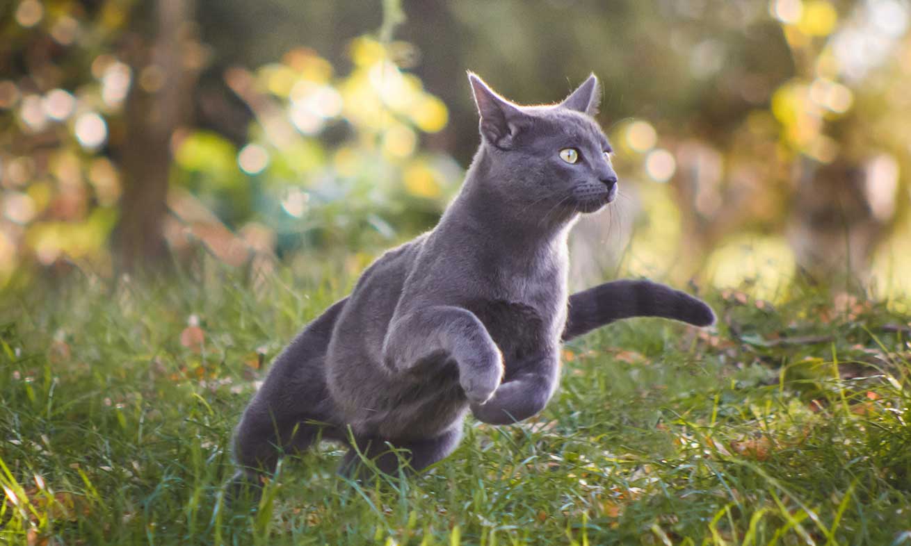 Happy and healthy cat