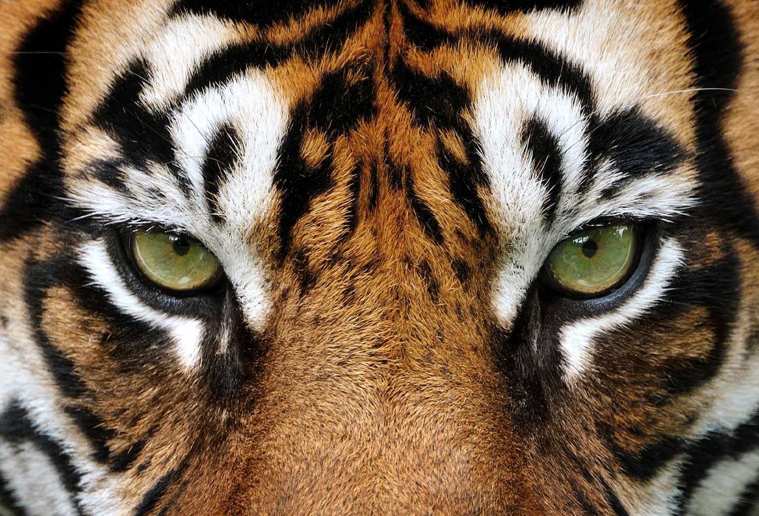 10 surprising tiger facts that will make you love these big cats even more!