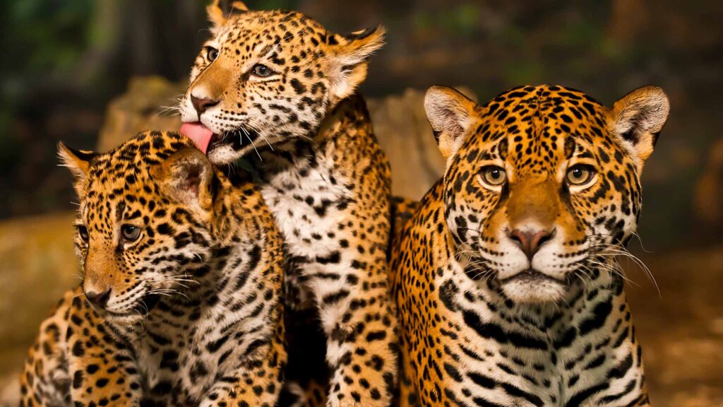 Los jaguares no viven en África, y otros 9 datos sobre este gran felino