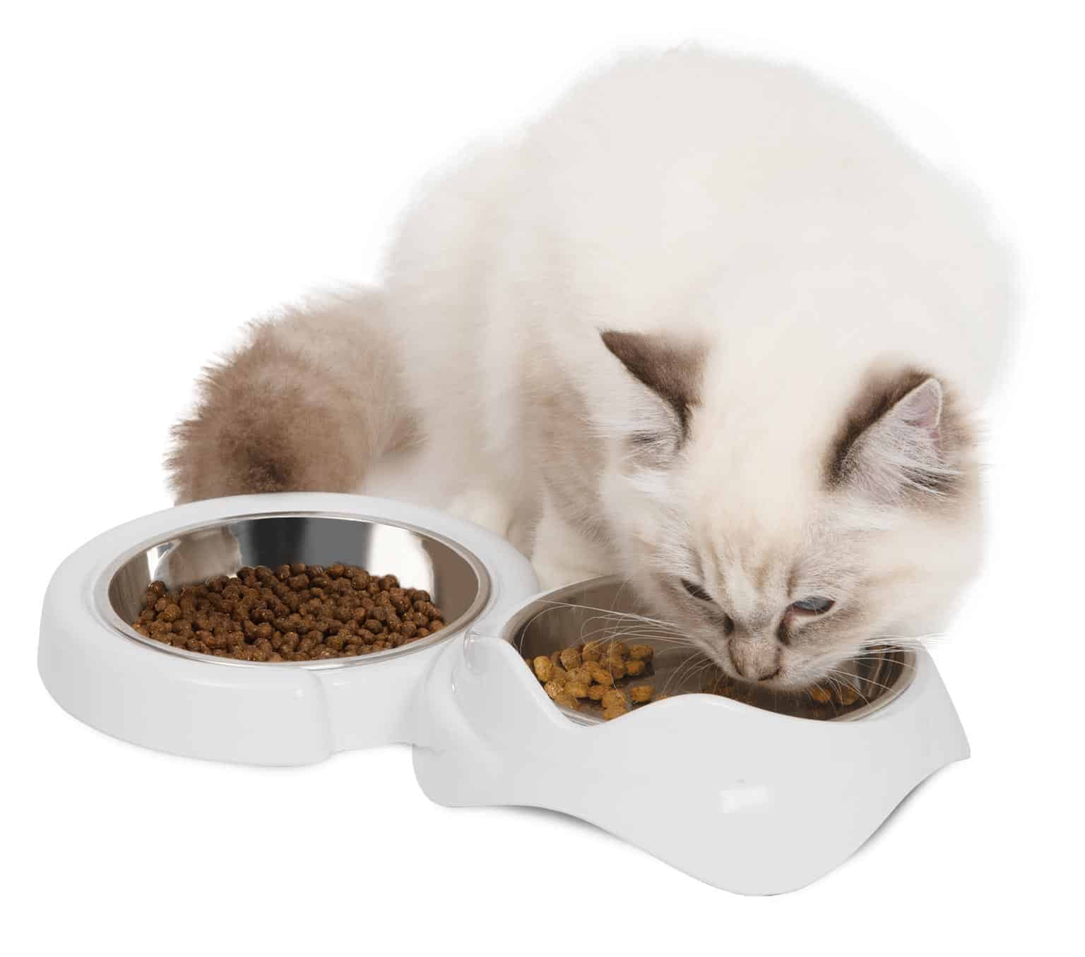 Kot jedzący z podwójnego naczynia do karmienia PIXI