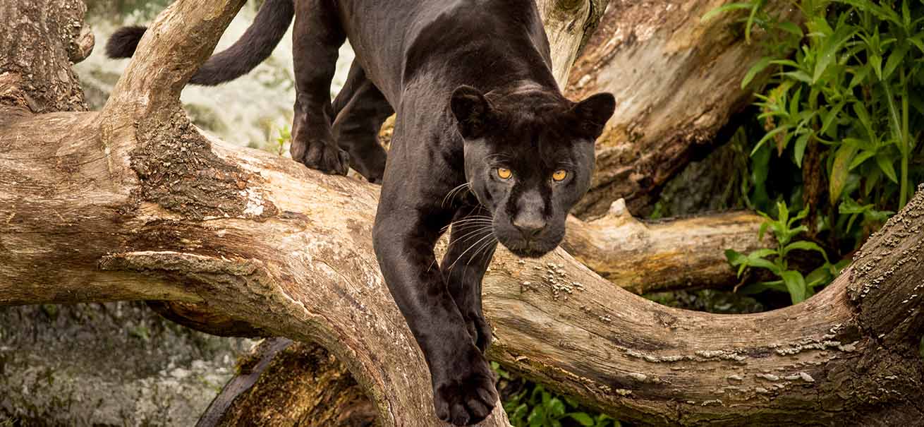 Jaguars don't live in Africa – and 9 other facts about this big cat - Catit