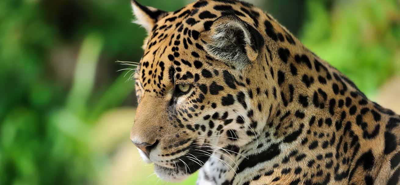 Jaguars don't live in Africa – and 9 other facts about this big cat - Catit