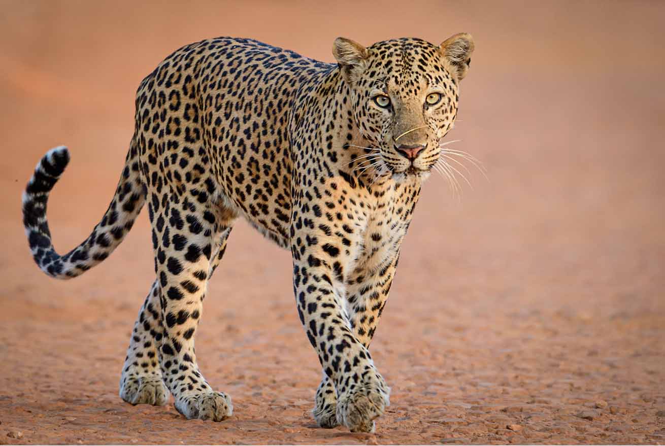What's the Difference Between Jaguars and Leopards?