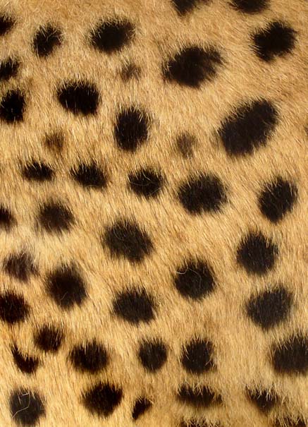 What's the difference between Jaguars, leopards, and cheetahs? - Catit