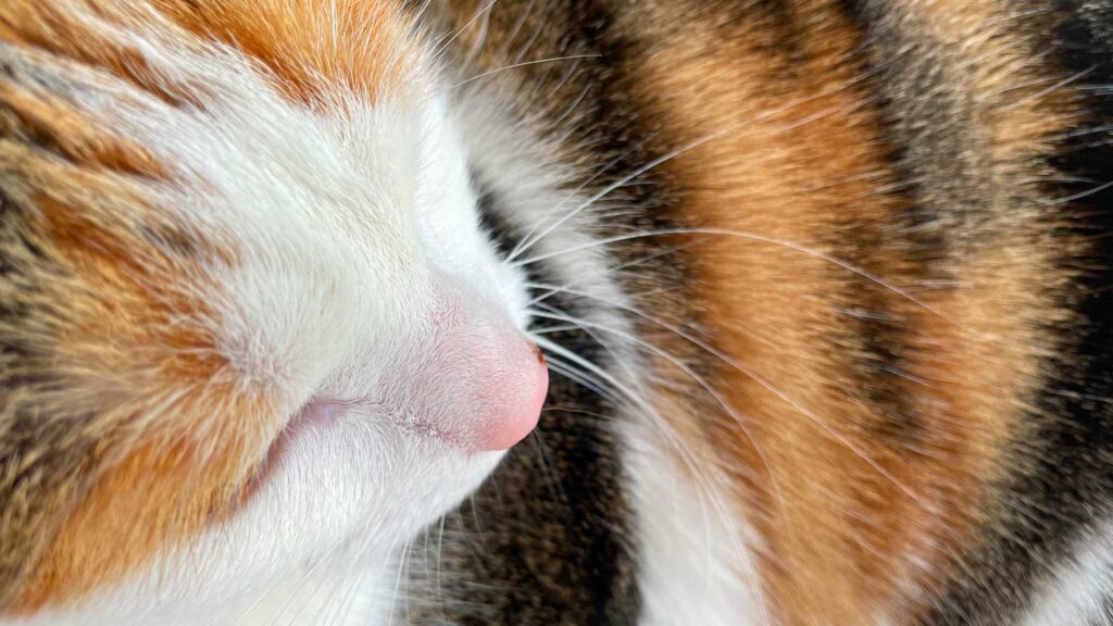 Why are calico cats almost always female?