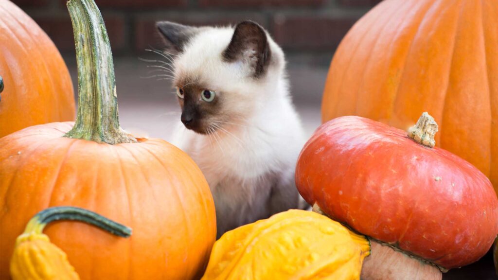 Is pumpkin good for your cat?