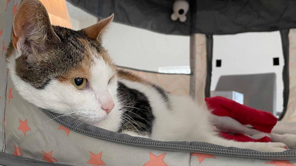 La convalescence de Pixi, notre chatte de bureau : comment un petit chat a subi une chirurgie lourde