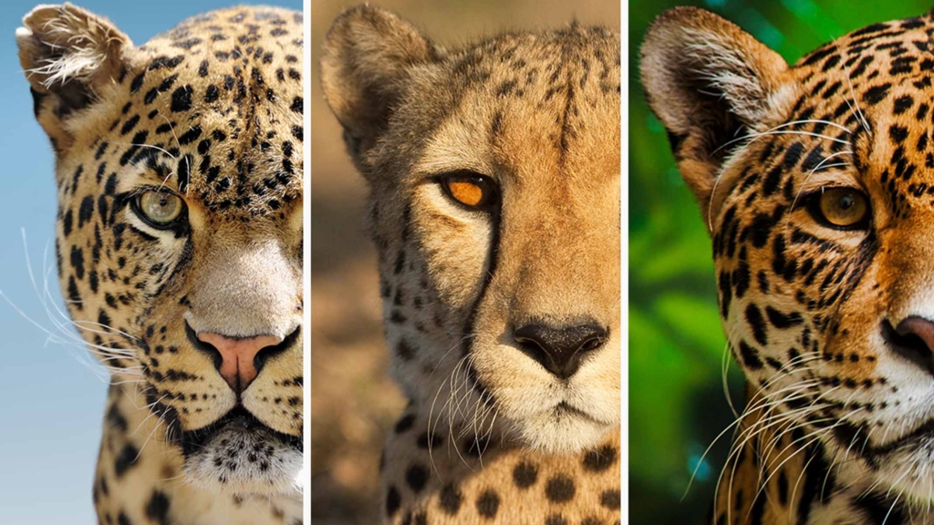 Was ist der Unterschied zwischen Jaguaren, Leoparden und Geparden?