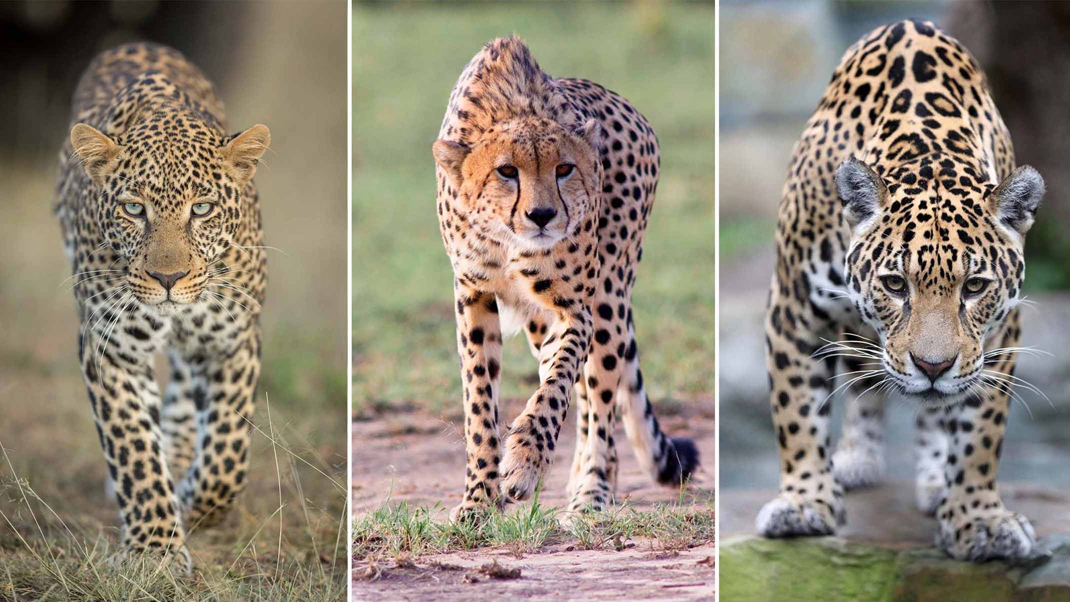 If a jaguar, a cheetah, and a leopard would race each other, who would win?  - Catit
