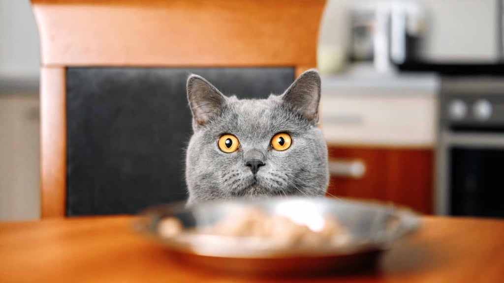 ¿Por qué hay goma en la comida de mi gato?
