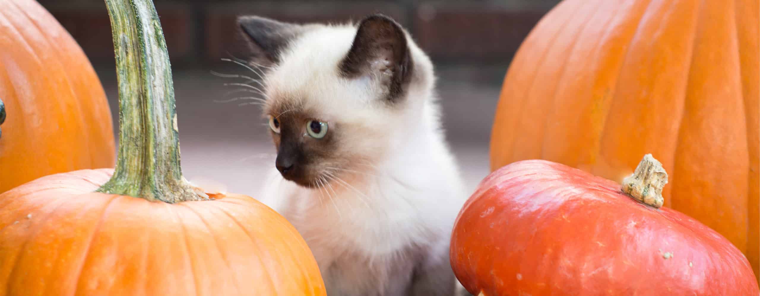 Is pumpkin good for your cat?