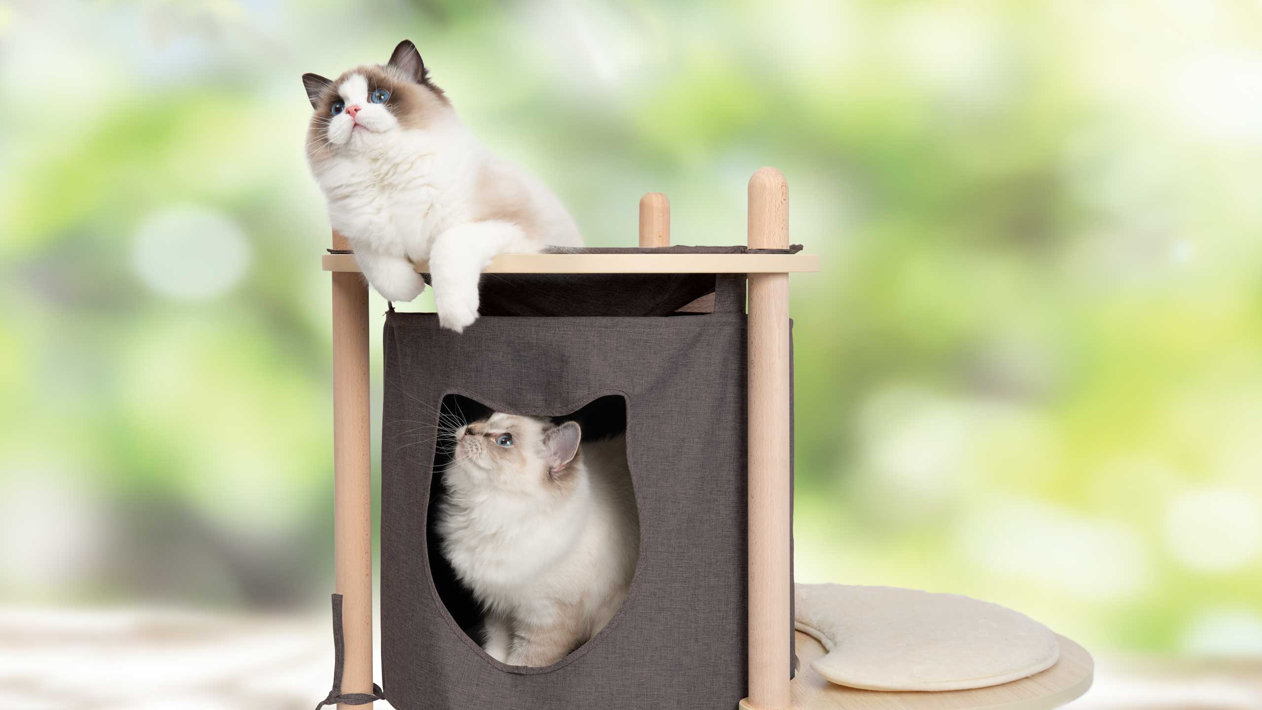 Gatos en el Vesper Treehouse Pequeño