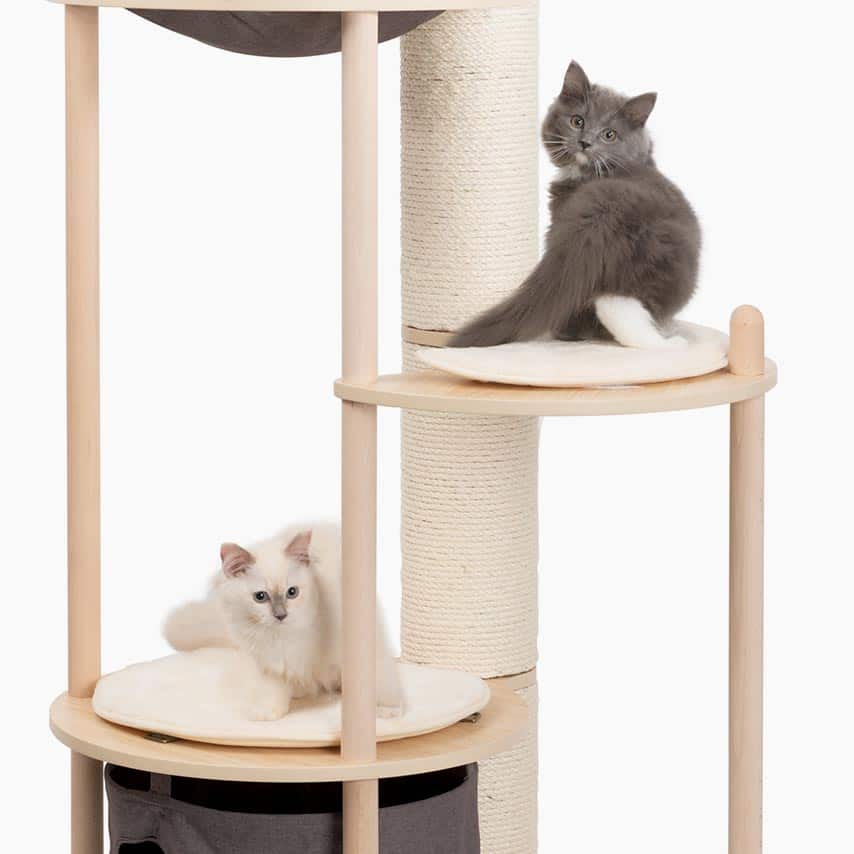 Kittens on observation platforms