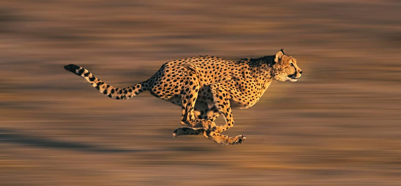 If a jaguar, a cheetah, and a leopard would race each other, who would win?  - Catit
