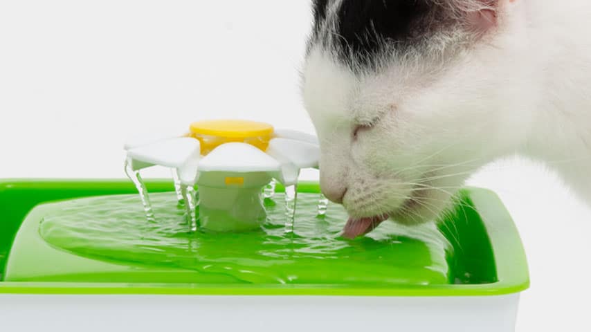 La più piccola fontana a fiore