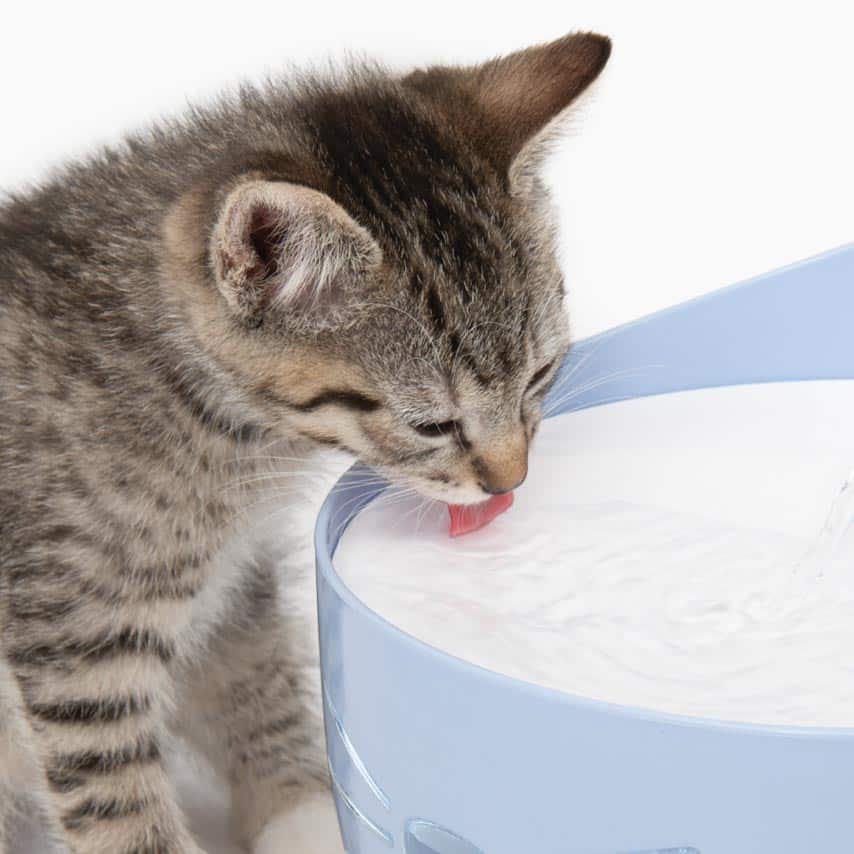 ヒゲに優しい飲み口で水を飲む子猫