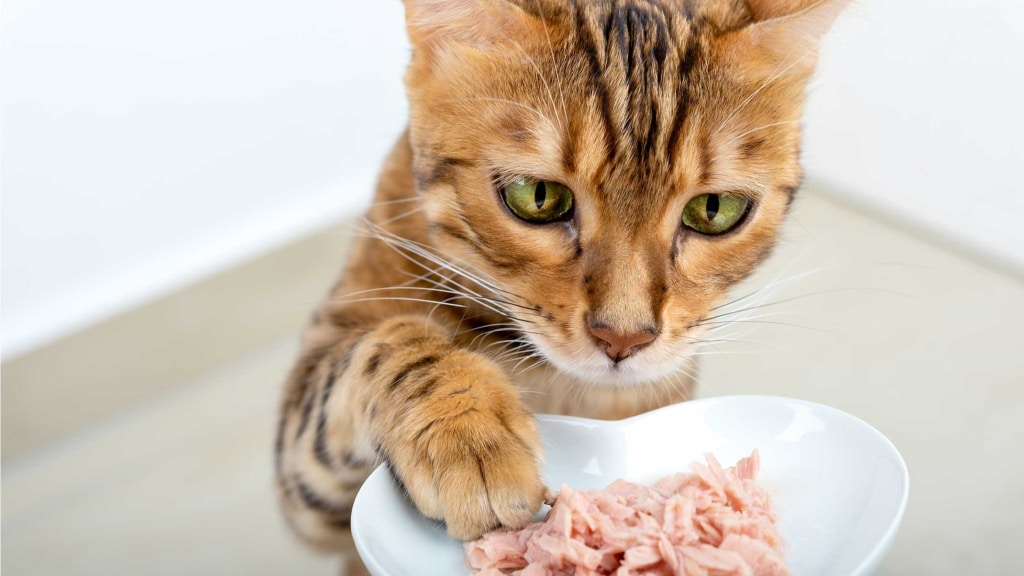 Why does cat food contain ash?