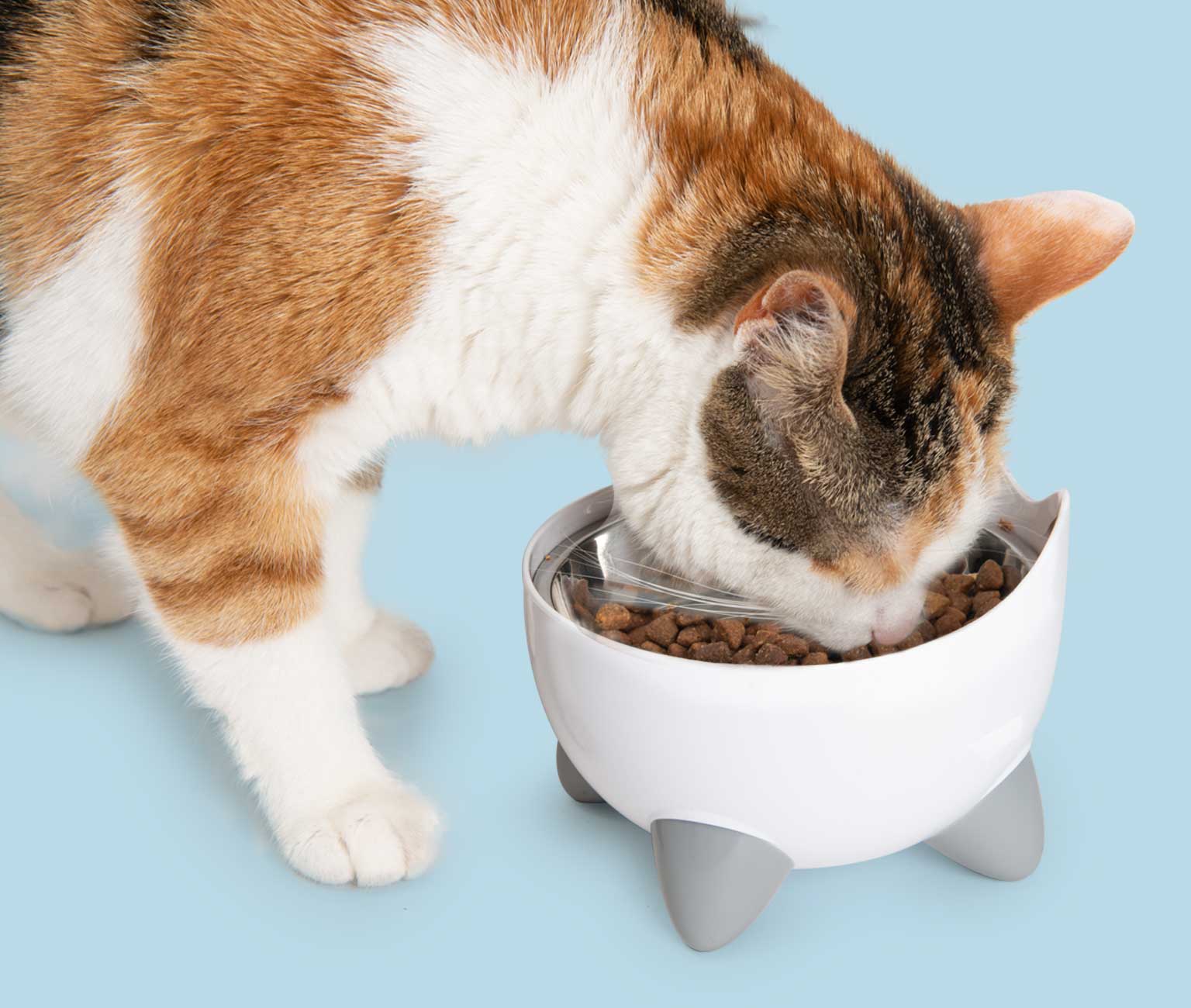 Kot jedzący z podwyższonego naczynia