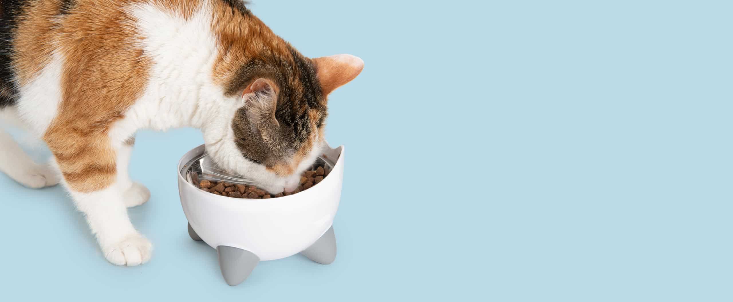Kot jedzący z podwyższonego naczynia