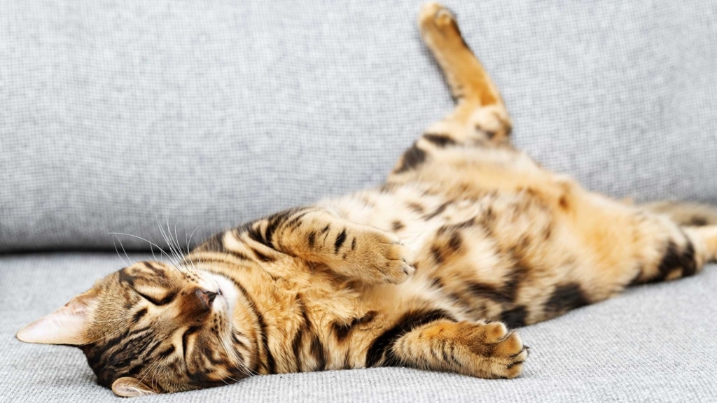 How does my cat’s digestive system work?