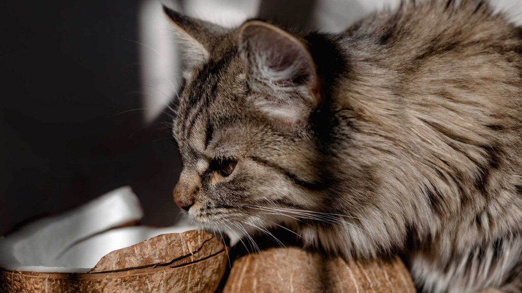 Cat superfoods – Coconut for a rich, tropical touch
