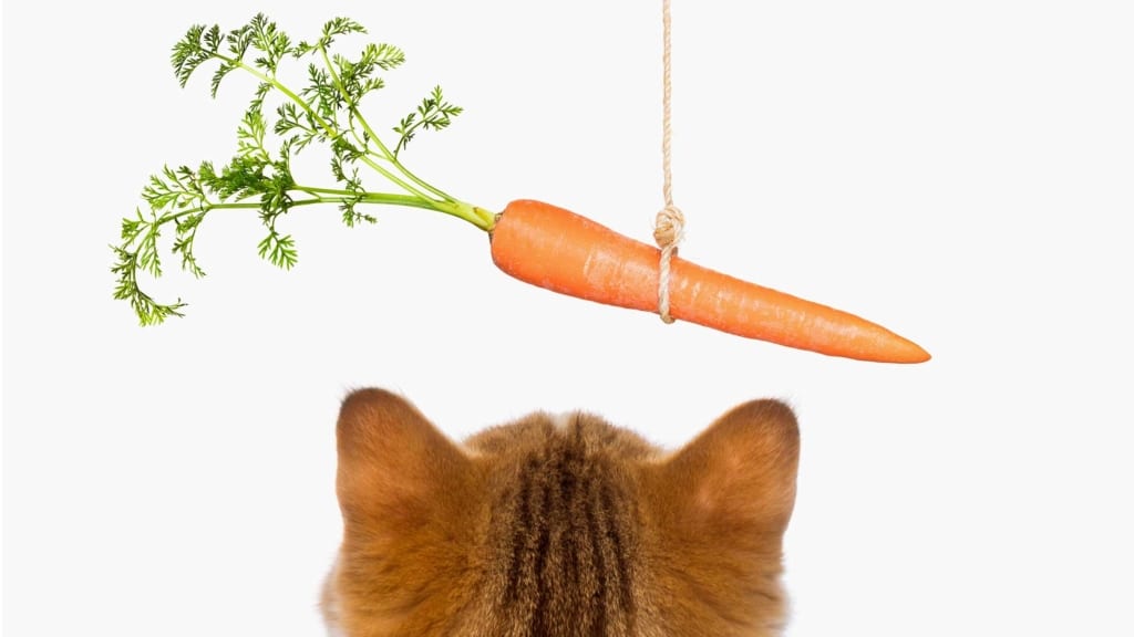 ¿La zanahoria es buena para mi gato?