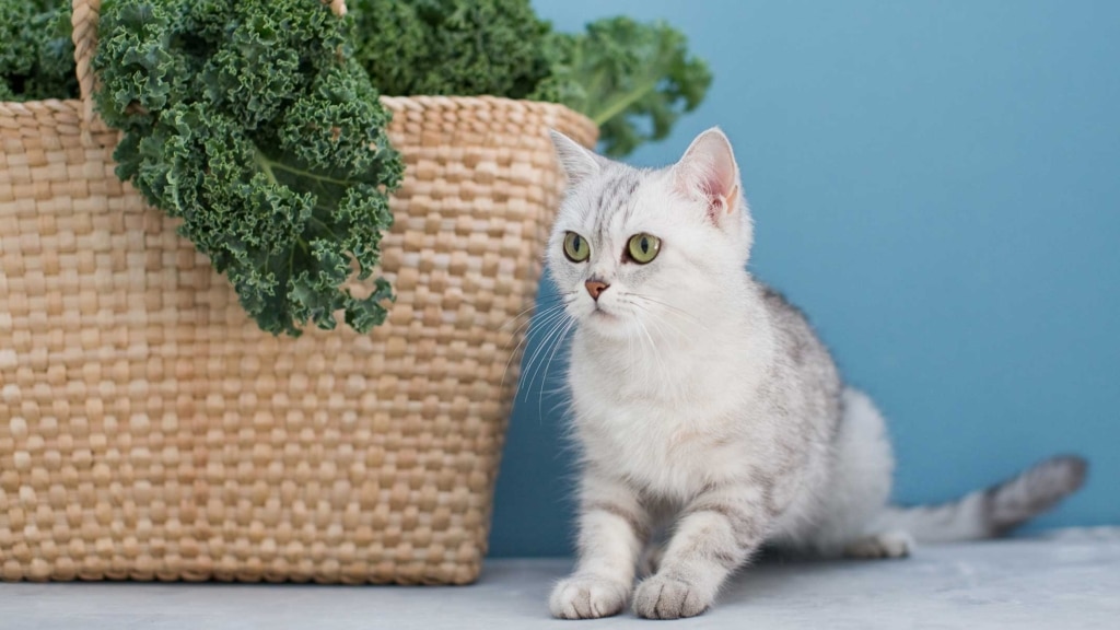 Superalimentos para gatos – La col rizada ofrece un impulso de energía natural