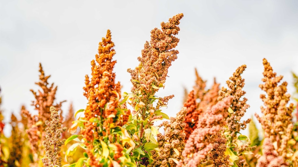 Cat superfoods – Quinoa as a powerful gluten-free nutrient