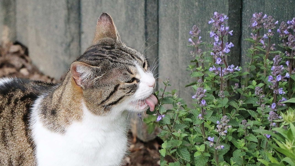 ¿Cómo diseñar un jardín especial para tu gato?