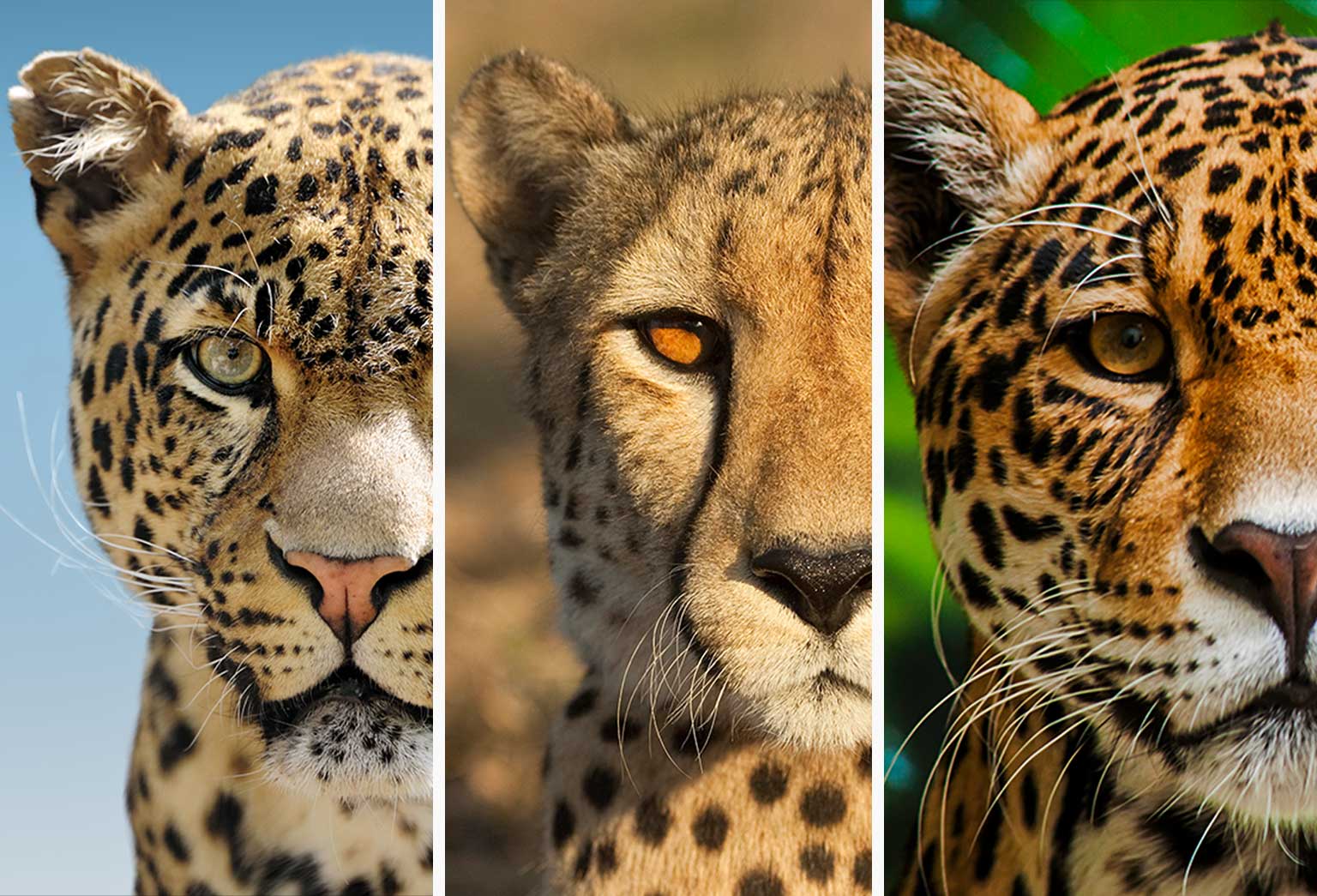 What’s the difference between Jaguars, leopards, and cheetahs?