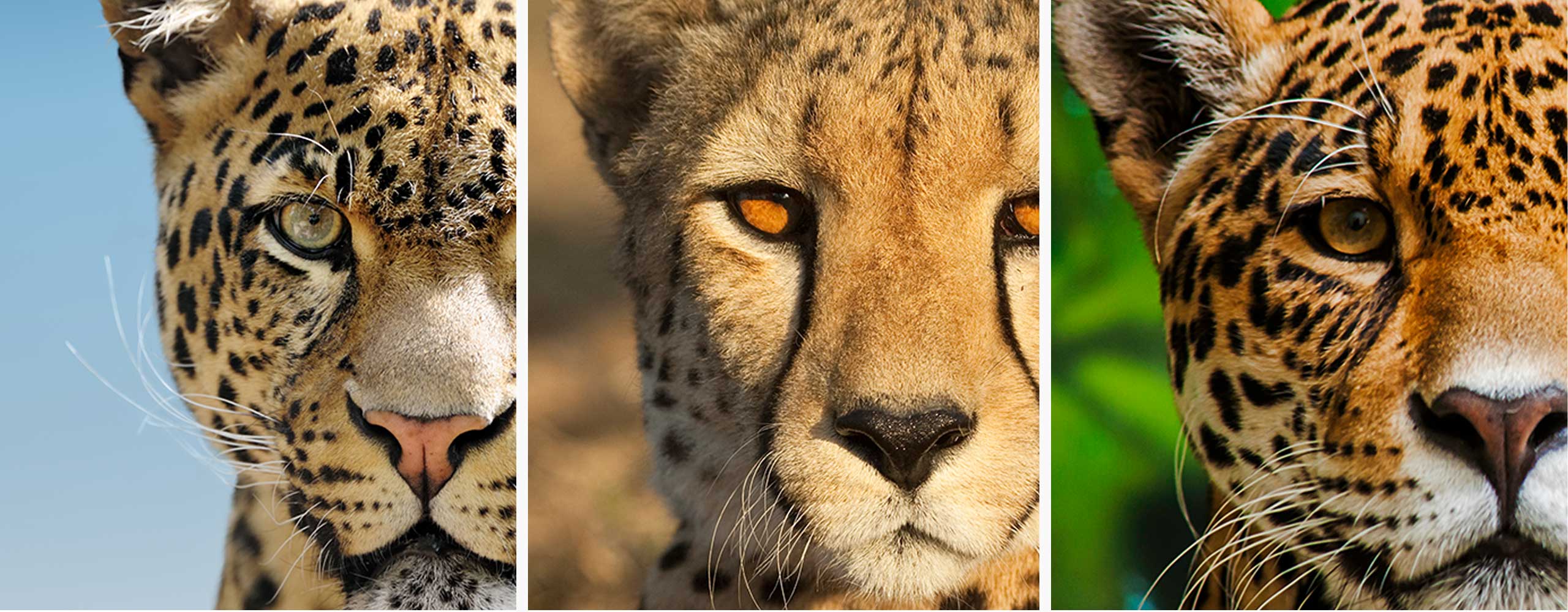 Quelles sont les différences entre les jaguars, les léopards, et les guépards?