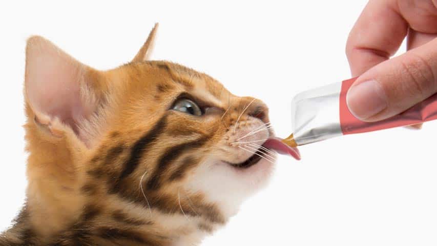 Schmackhafte, kalorienarme Leckerei für Katzen