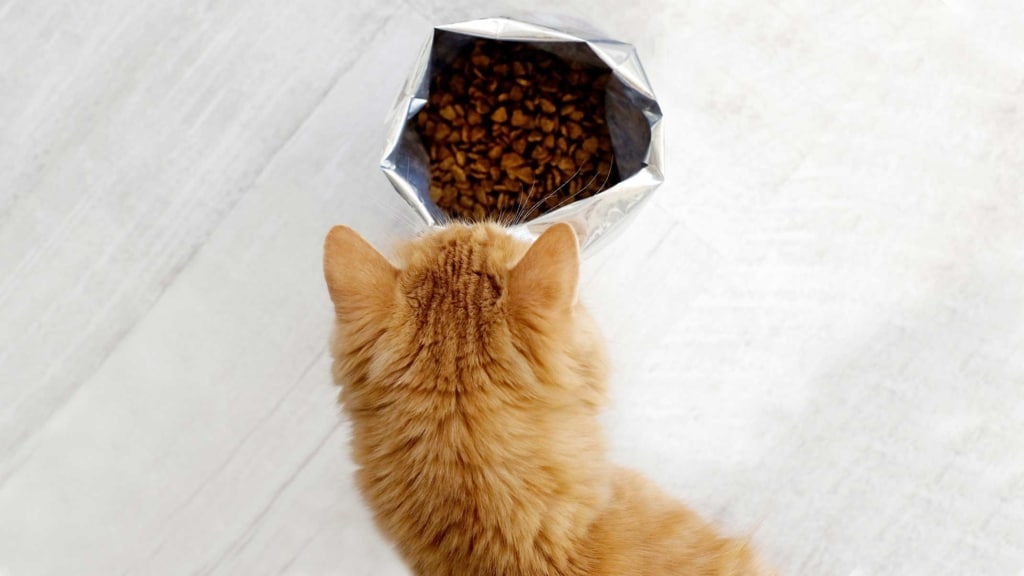 3 Cosas que tener en cuenta al comprar comida para gatos