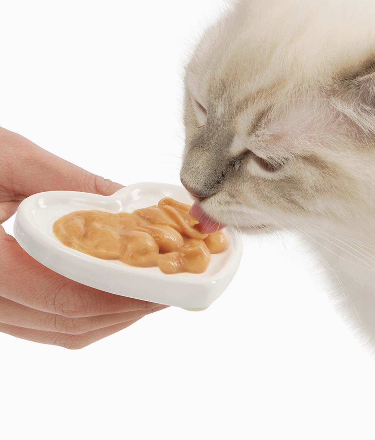 Kat likt Creamy van het voederschoteltje