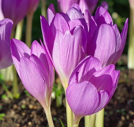 Crocus d’automne (Colchicum autumnale, Crocus sativus, liliaceae) 